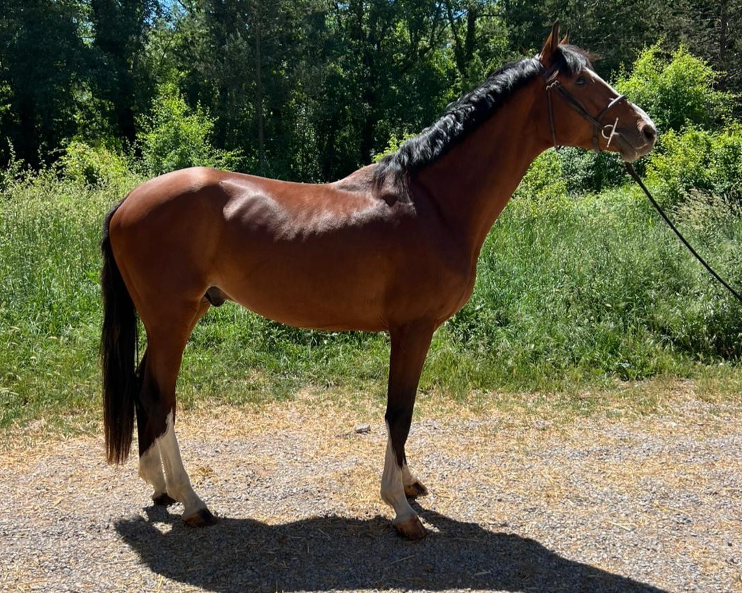 horse